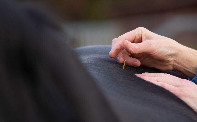 <strong>Kiropraktik og Akupunktur til Heste: En Holistisk Behandlingsform</strong>